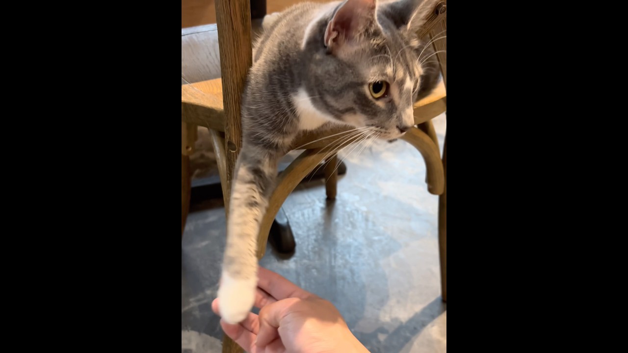 Meowtropolitan cat cafe