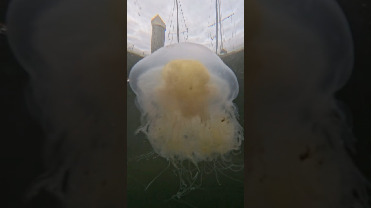 Jellyfish