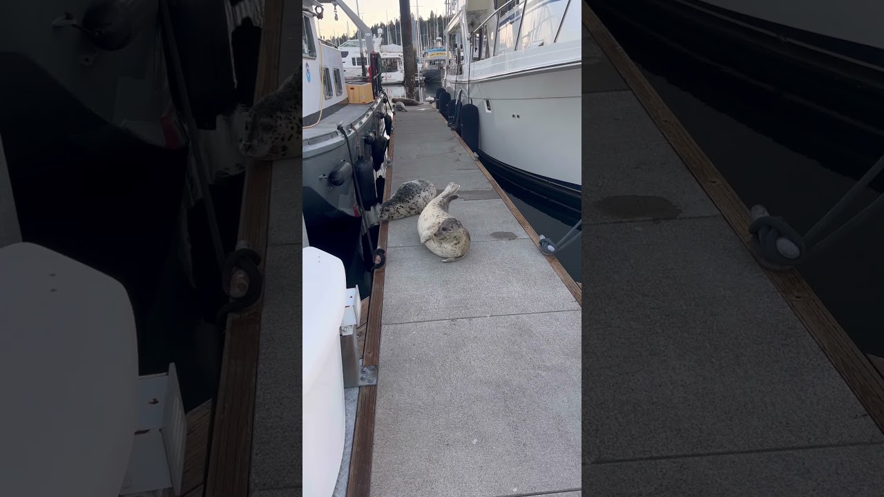 Seals at the docks