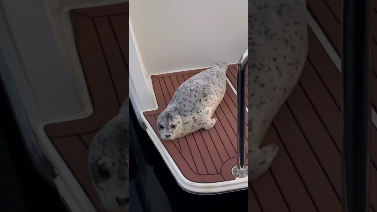 Why is this seal white?